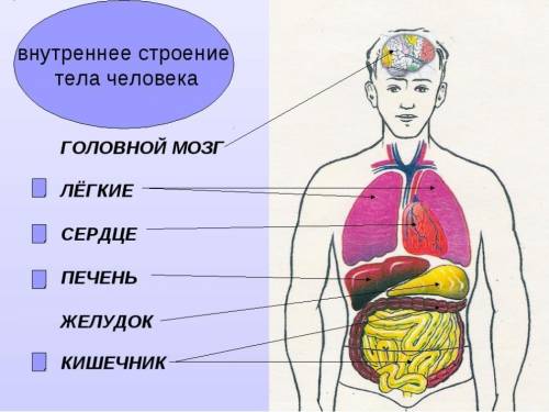 1. Назовите внутренние органы человека. 2. Где они расположены?3. Выполните задание. Вам надо выреза