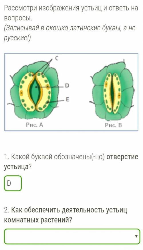 Рассмотри изображения устьиц и ответь на вопросы. (Записывай в окошко латинские буквы, а не русские