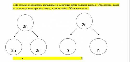 На схемах изображены начальные и конечные фазы деления клеток. Определите, какая из схем отражает пр