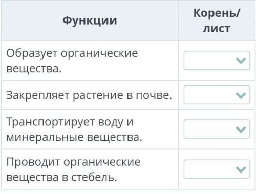 Определи функции вегетативных органов корня и листа.​