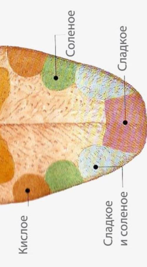 Где находятся рецепторы воспринимающие сладкое​