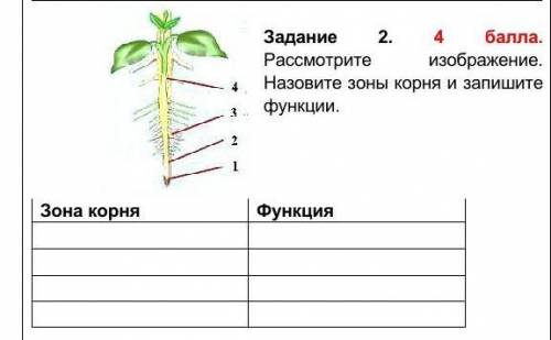 Расcмотрите изображение. Назовите зоны корня и запишите функции. Зона корня Функция ОЧЕНЬ НУЖНО ​