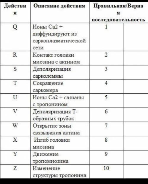 В таблице 1 показаны действия/этапы, которые происходят во время сокращения мышц. Укажите правильную