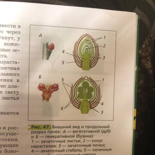 Найдите почечные чешуи, зачаточные листья, зачаточный стебелёк . Определите , какую почку вы рассмат