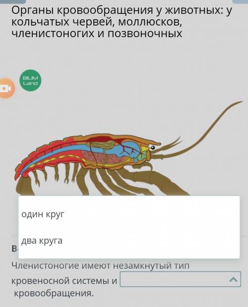 Вставь пропущенный термин в предложение. Членистоногие имеют незамкнутый тип кровеносной системы икр