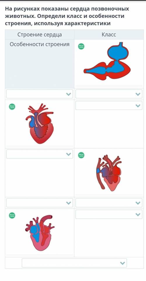 На рисунках показаны сердца позвоночных животных. Определи класс и особенности строения, используя х
