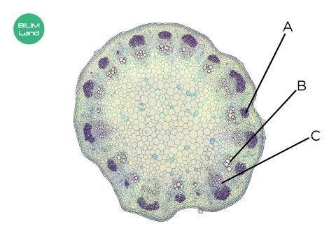 На рисунке показан горизонтальный срез стебля под микроскопом. Определи структуры A: B: C: