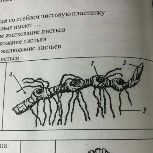 Какой цифрой обозначен стебель А) 1 Б) 2 В) 3 Г) 4