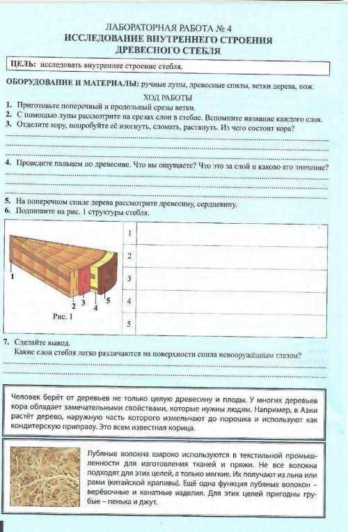 Лабороторная работа номер 4 Исследования внутренеего строения древесного стебля​