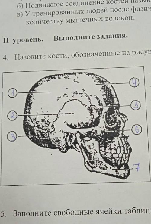 Назовите кости, обозначенные цифрой 5​