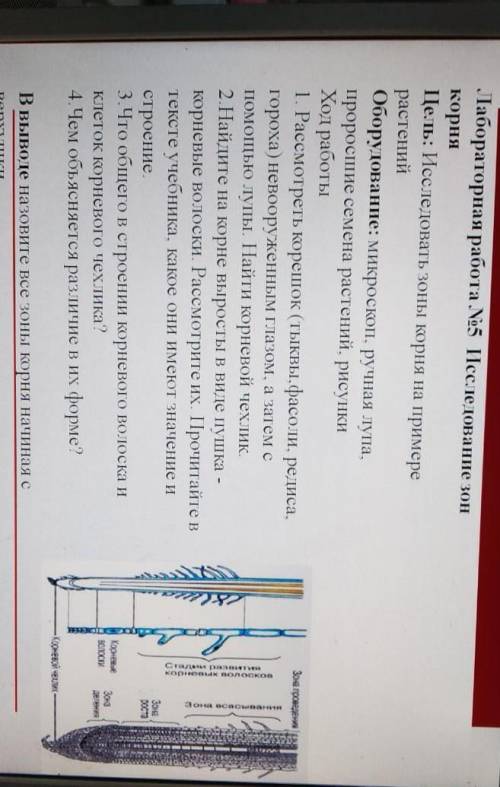 биология 7 класс лаб робЛабораторная работа Л5 Исследование зон корня Цель: Исследовать зоны корня н