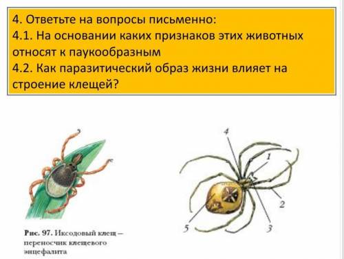 На основании каких признаков этих животных относятся к паукообразным​