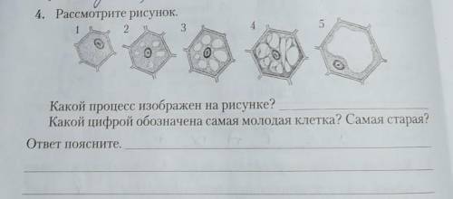 Какой цифровой обозначена самая молодая клетка? Самая старая? ​