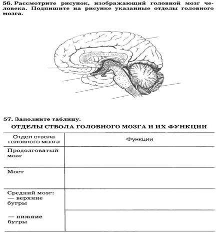 заполнить таблицу отделы ствола головного мозга и их функции