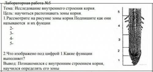 с биологией : 1. Рассмотрите на рисунке зоны корня. Подпишите как они называются и их фукции 1,2,3,4