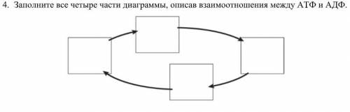 Взаимоотношения между АТФ и АДФ