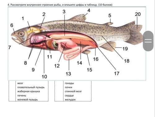 Рассмотри внутреннее строение рыбы и впишите цифры в таблицу​