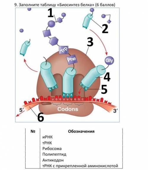 Биосинтез белка ,заполните таблицу​