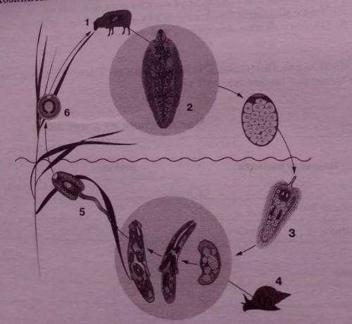 Цикл какого животного показано на рисунке. кто является промежуточным хозяином этого животного?​
