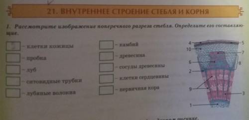 Рассмотрите изображение поперечного разреза стебля. Определите его составляющие​