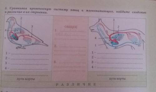 Сравнивая кровеносная система птиц и млекопитающих, найдите сходство и различие в их строении.​