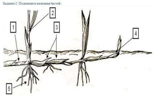 Подпишите названия частей.