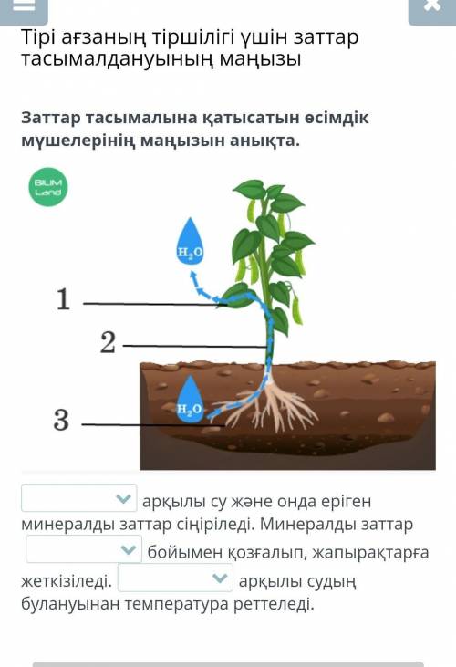 Мына жерде қалай айтындарш тамыр сабақ жапырақ​