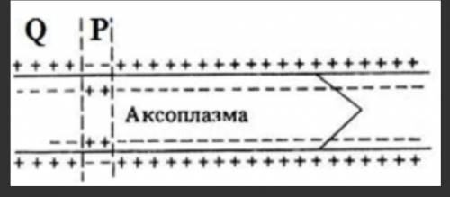 На рисунке показана мембрана аксона. Как можно описать и назвать процессы в участке Q?……………………………………