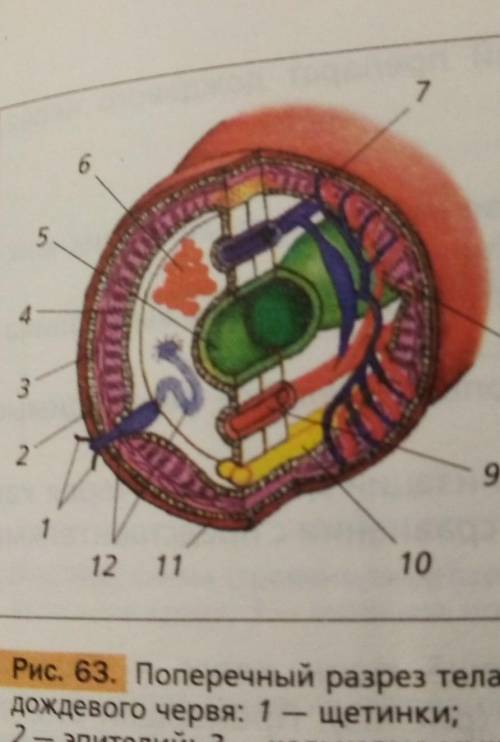 внутреннее строение дождевого червя вот с этой картинки ( на листочке в клеточку и с этими же цифирк