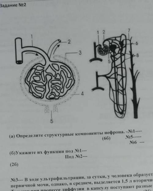 Определите структурные компоненты нефирона под цифрами 1,5,6​