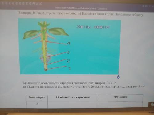 Рассмотрите изображение А. Назовите зону корня. Заполните таблицу. Б.опишите особенности строения зо