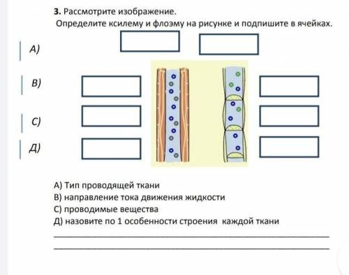 Рассмотрите изображение. Определите ксилему и флоэму на рисунке и подпишите в ячейках.А) Тип проводя