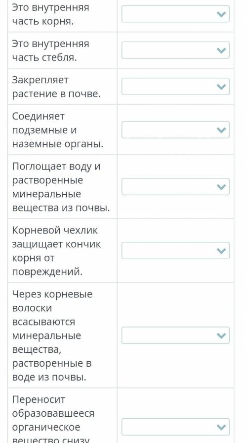 Стебель. Внутреннее строение стебля. Лабораторная работа «Исследование внутреннего строения стебля»