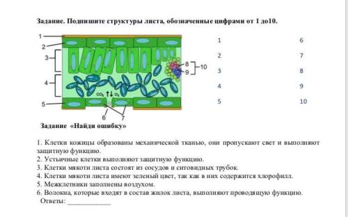 Задание. Подпишите структуры листа, обозначенные цифрами от 1 до10. Задание «Найди ошибку» 1. Клетк