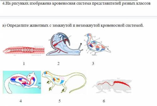 На рисунках изображена кровеносная система представителей разных классов