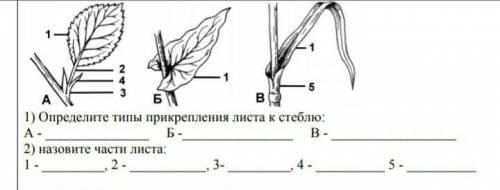 Определите типы прикрепления листа к стеблю​