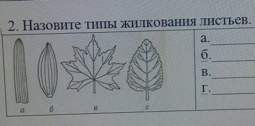 Назовите типы жилкования листьев ​