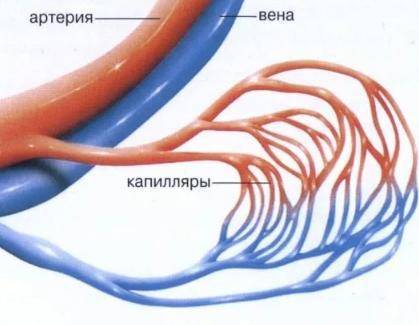 В пустую строку впишите цифры, соответствующие номерам правильных ответов, в порядке возрастания, бе