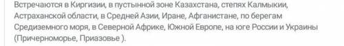 1. Где и как обитает каракурт? 2. Где и как обитает тарантул?3. Как построено тело сольпуги?4. Чем п