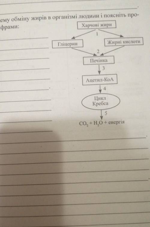 Розгяляньте схему обміну жирів в організмі людини і поясніть процеси, позначені цифрами :​