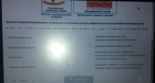 надо Проанализируй информацию на рисунке и соотнеси клетки нейроглии и выполняемые имифункции.Олигод