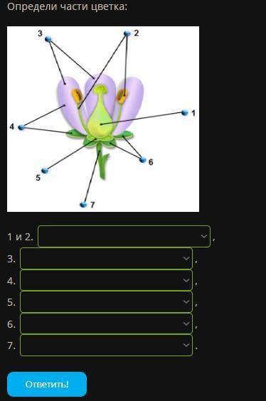 Определи части цветка: (можно просто ответ я глупый))