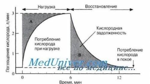 какое количество кислорода в минуту необходимо употребить для удовлетворения потребности в энергии з