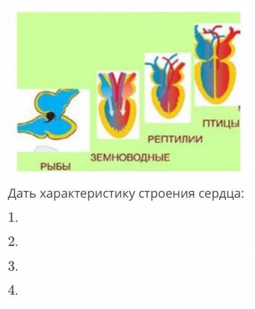 Дать характеристику строения сердца: 1. 2. 3. 4. Qwertyuiop