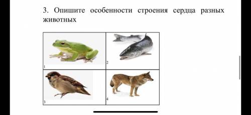 Опишите особенности строения сердца разных животных У меня сор выручите?