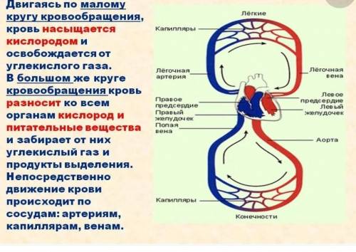 2. Выясните, какие круги кровообращения характерны для человека и какова роль каждого из них.3. Что