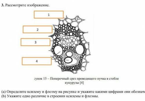 Рассмотрите изображение. (а) Определите ксилему и флоэму на рисунке и укажите какими цифрами они обо