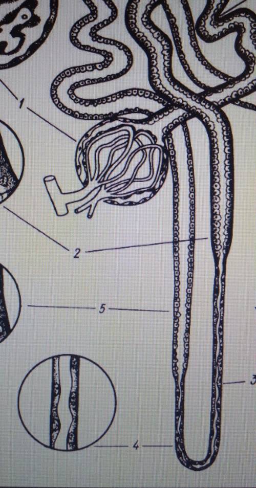 какой структурный компонент обозначен цифрой 4 Боуменова капсулаПраксимальный извитой каналецПетля Г