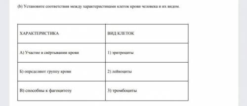 Установите соответствия между характеристиками клеток крови человека И их видом.