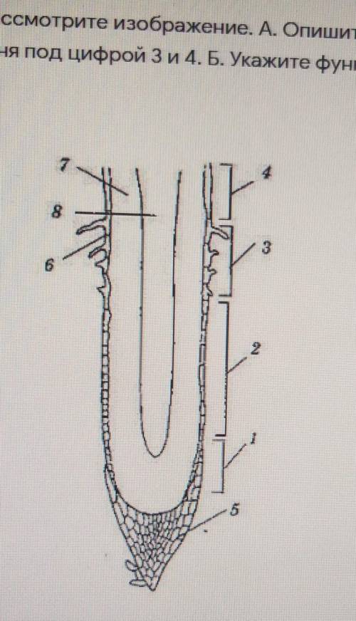 3.Рассмотрите изображение. А. Опишите особенности строения зон корня под цифрой 3 и 4. Б. Укажите фу